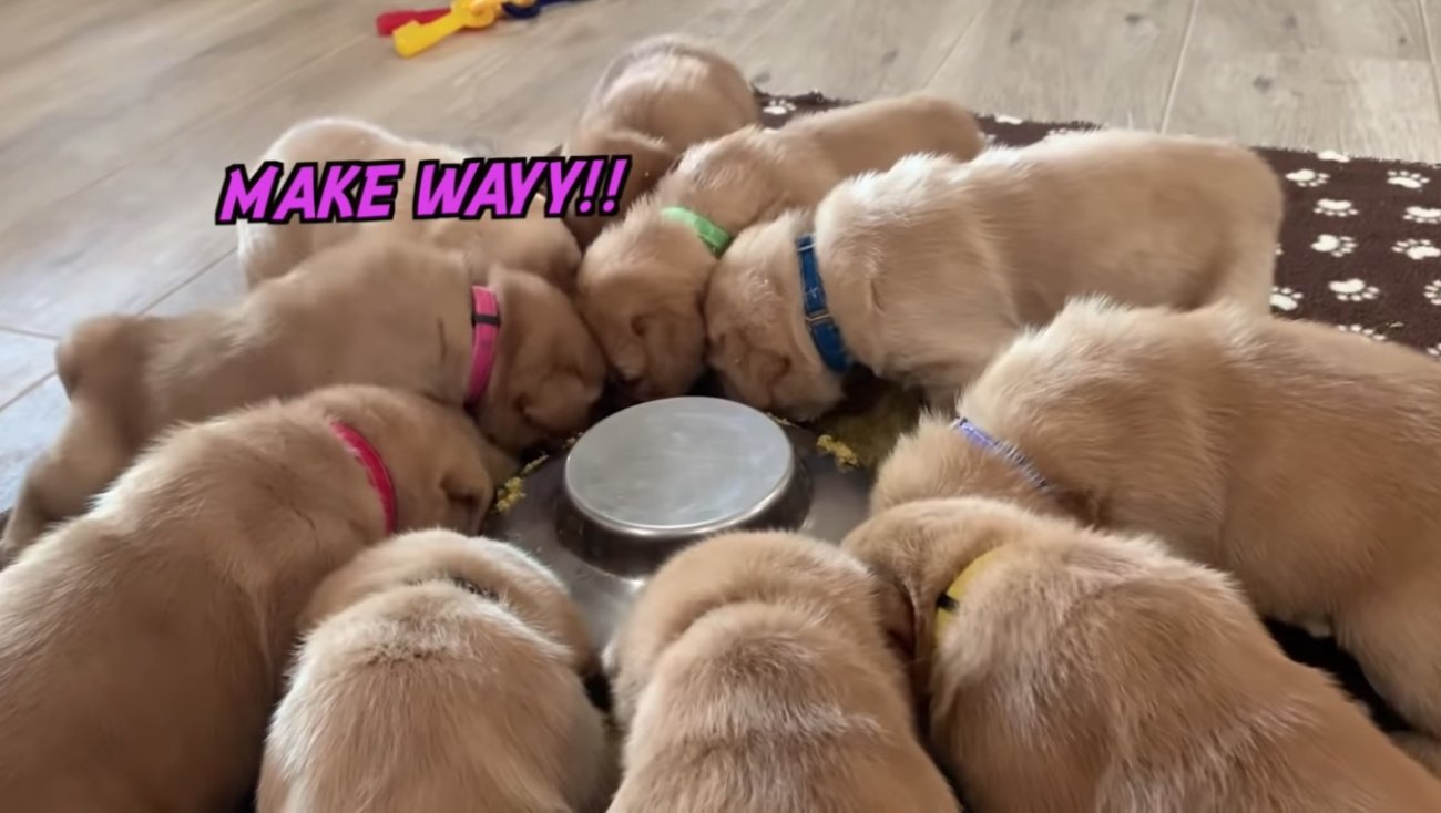 ラブラドールレトリーバー,動画