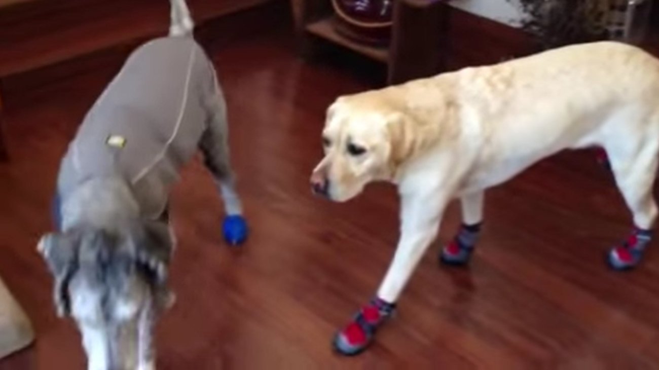 ラブラドールレトリーバー,動画