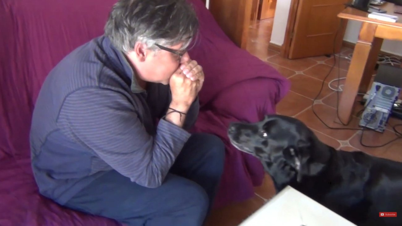 ラブラドールレトリーバー,動画