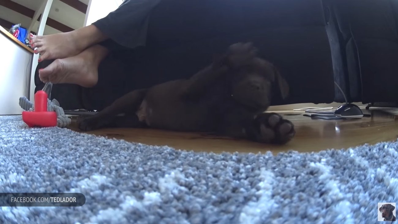 ラブラドールレトリーバー,動画