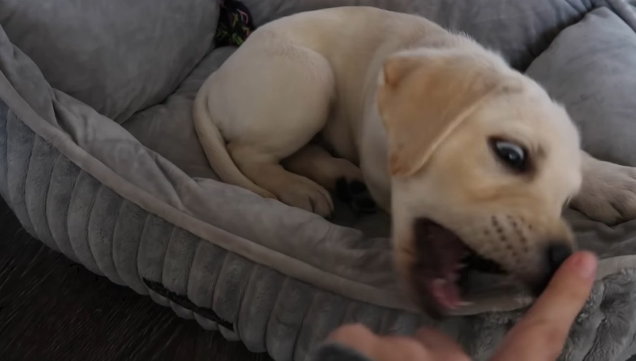 ラブラドールレトリーバー,動画