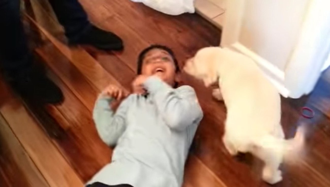 ラブラドールレトリーバー,動画