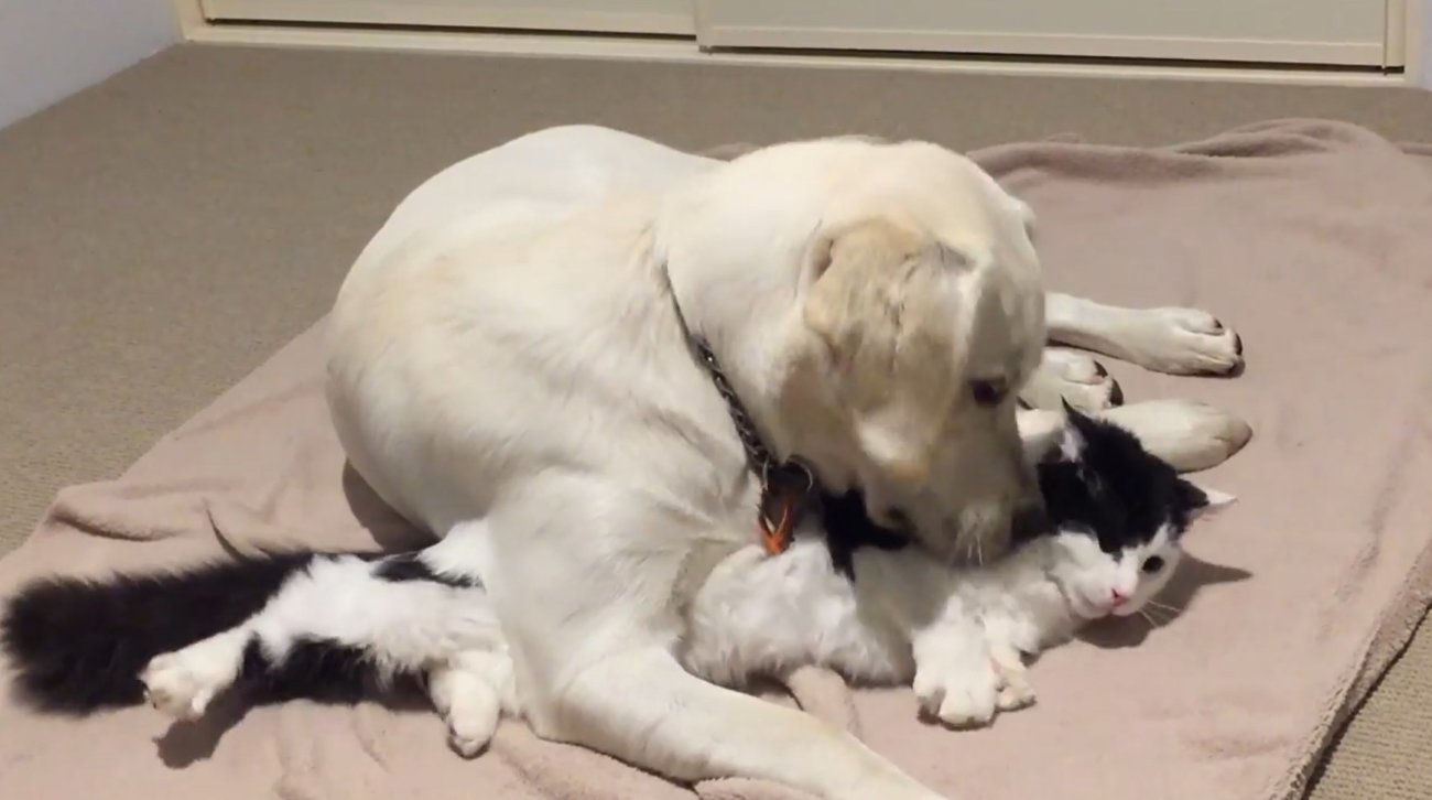 ラブラドールレトリーバー,動画