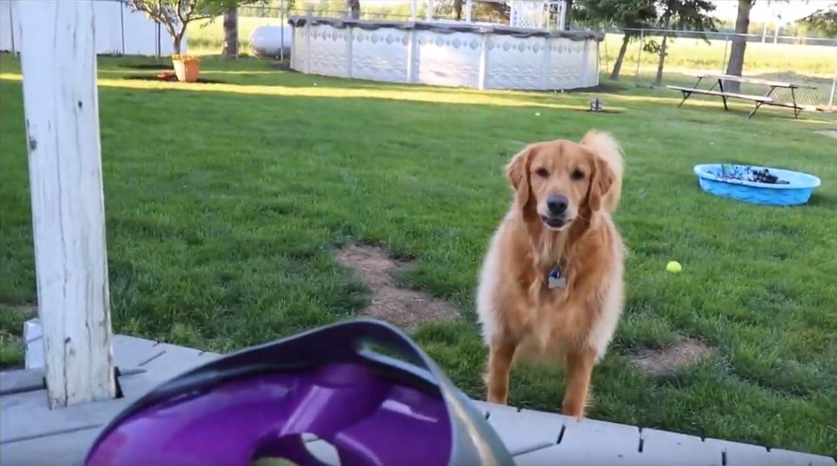 ゴールデンレトリーバー,動画