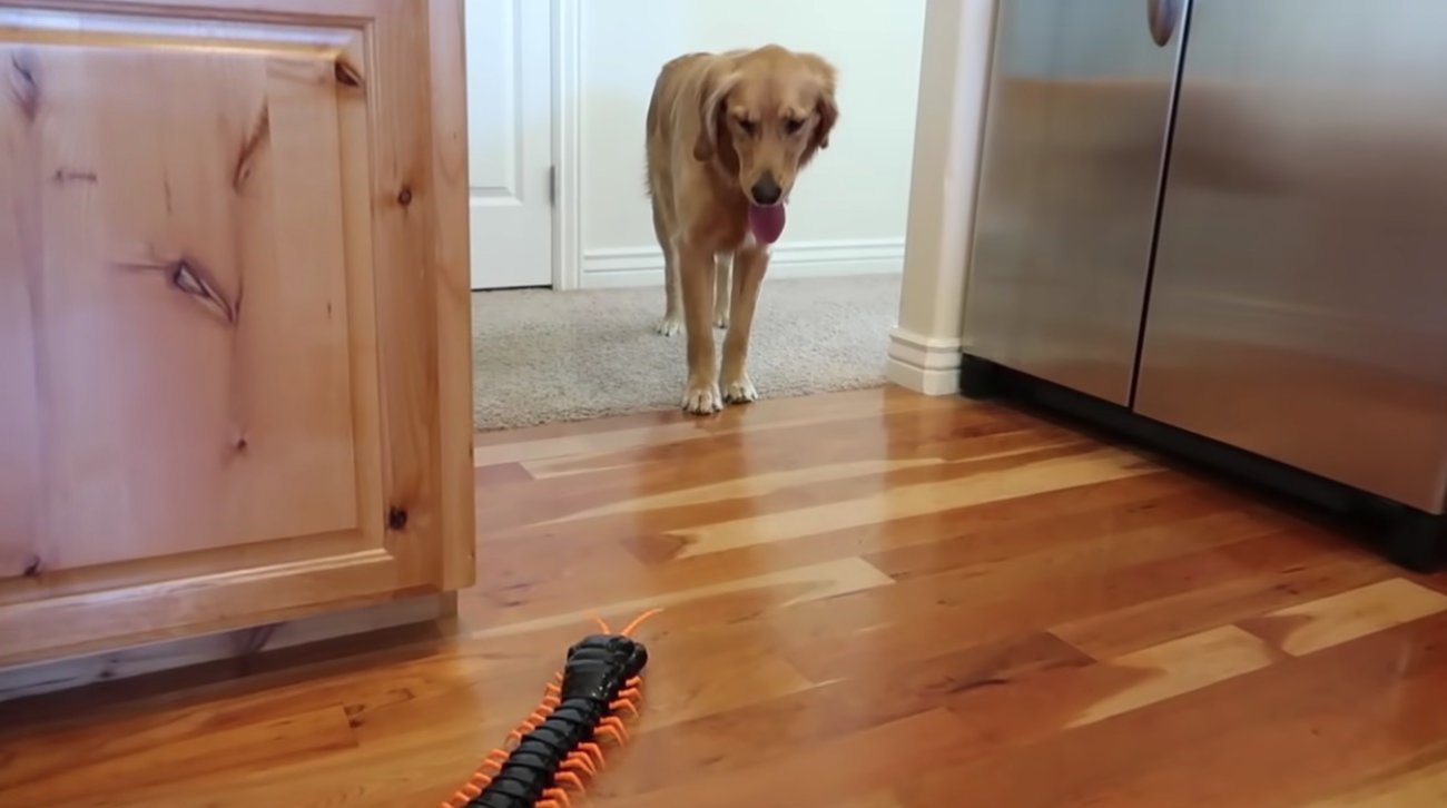 ゴールデンレトリーバー,動画