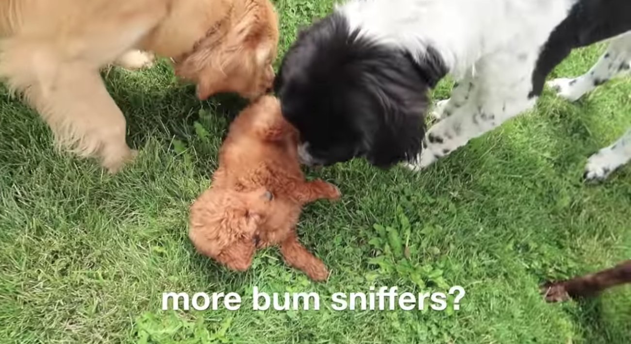 ゴールデンレトリーバー,動画