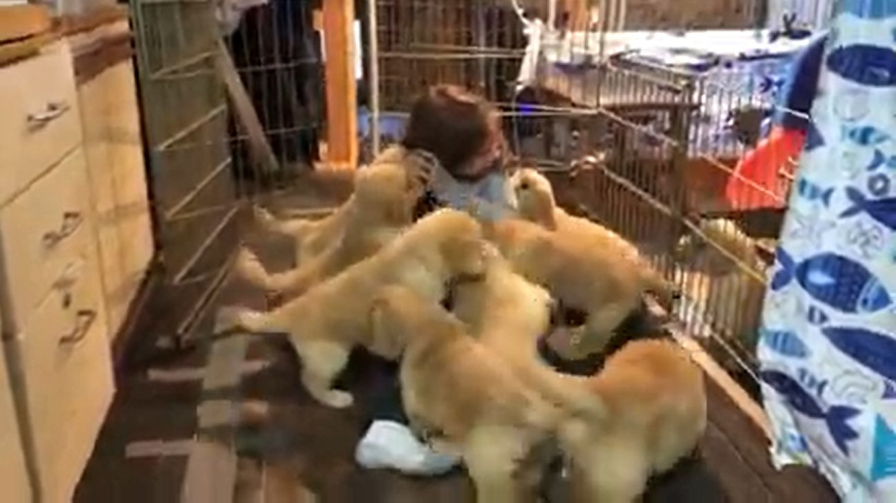 ゴールデンレトリーバー,動画