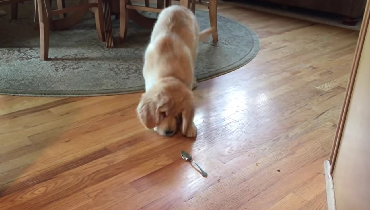 ゴールデンレトリーバー,動画