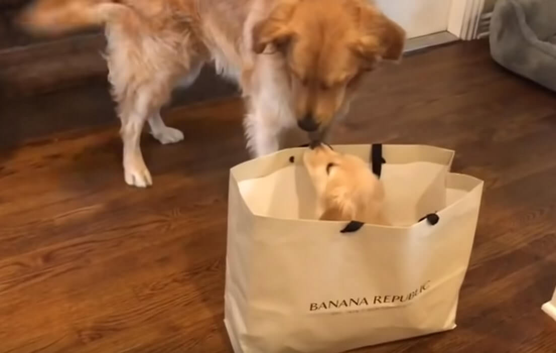 ゴールデンレトリーバー,動画