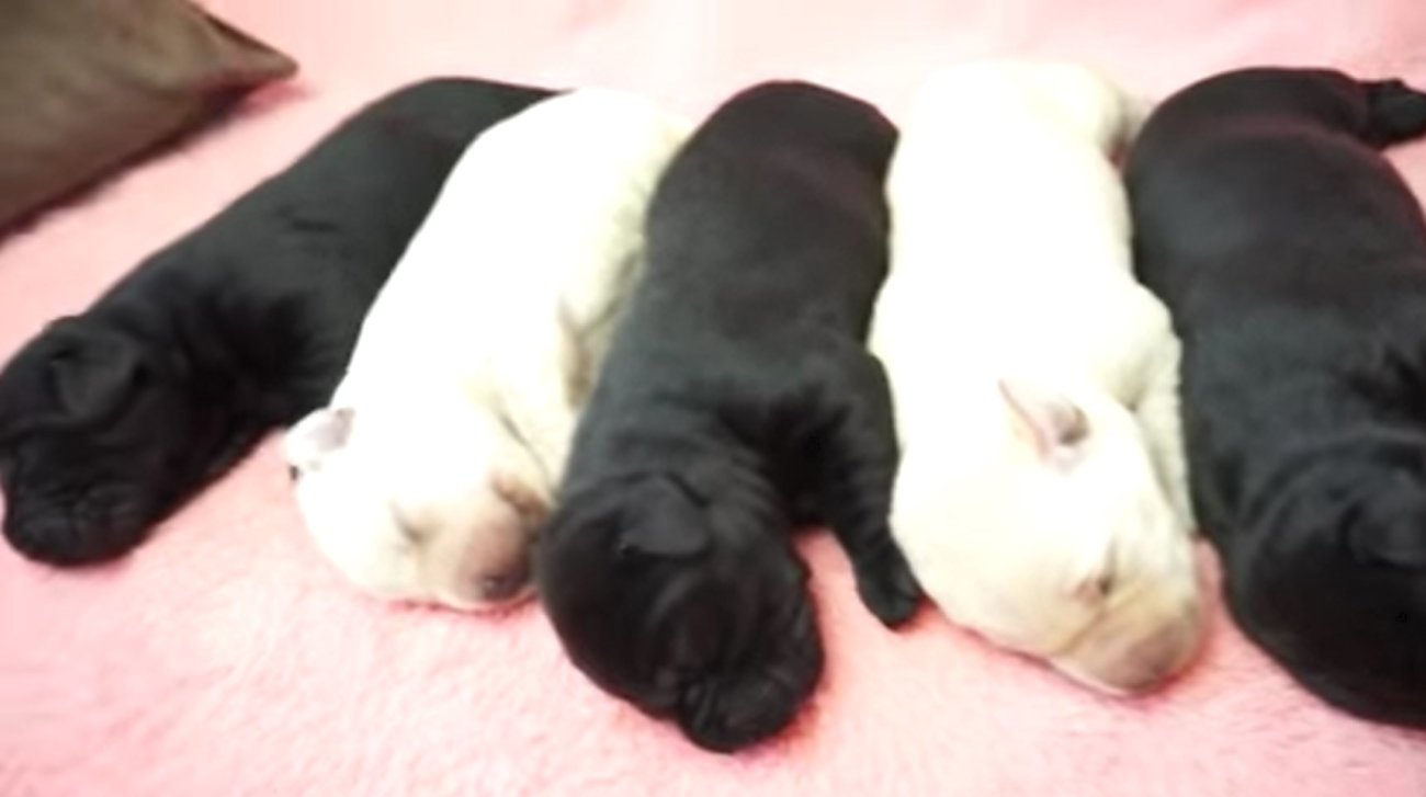 ラブラドールレトリーバー,動画