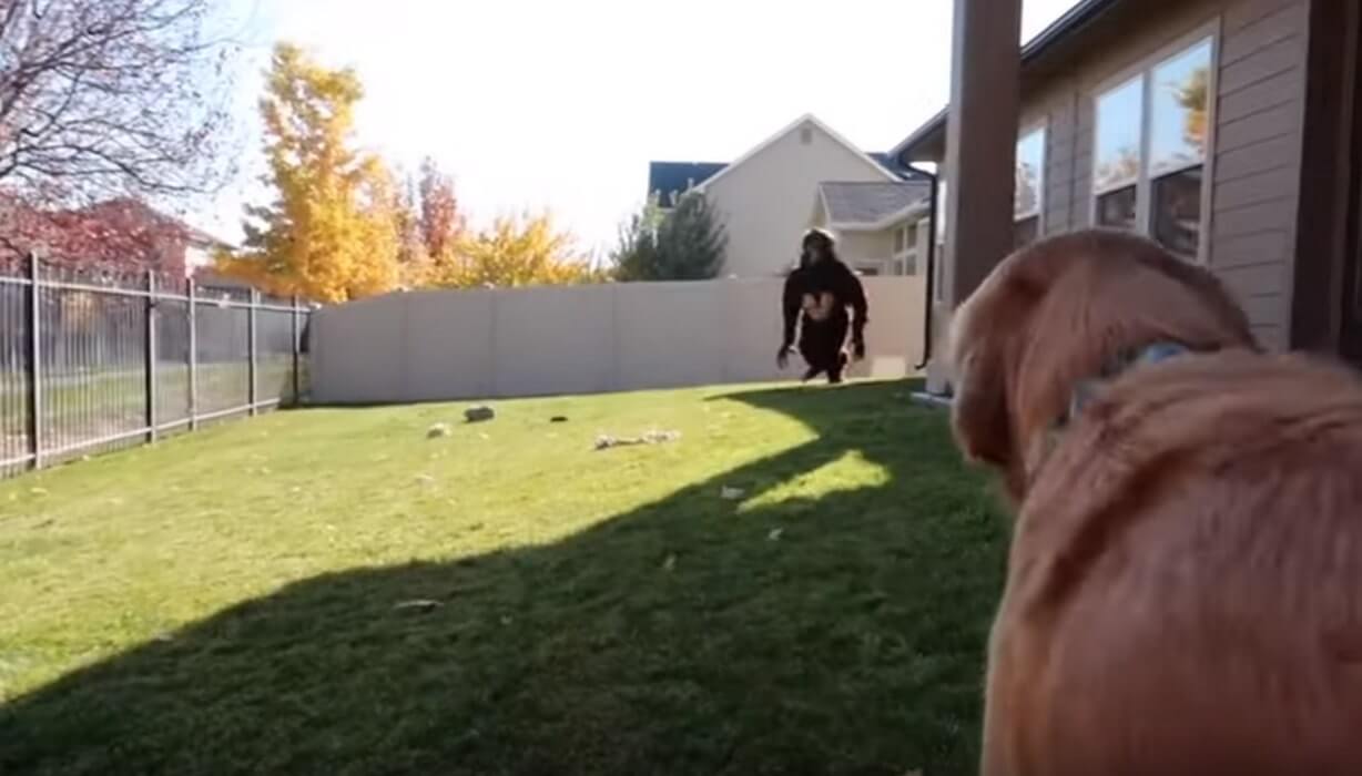 ゴールデンレトリーバー,動画