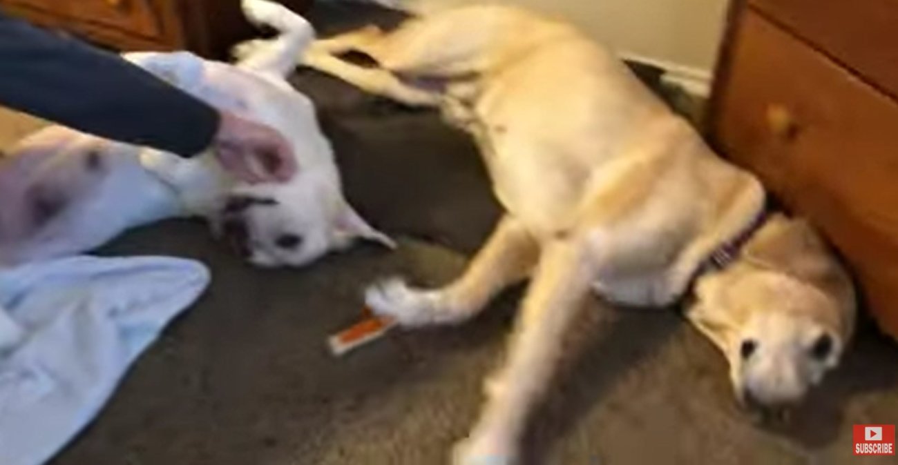 ラブラドールレトリーバー,動画