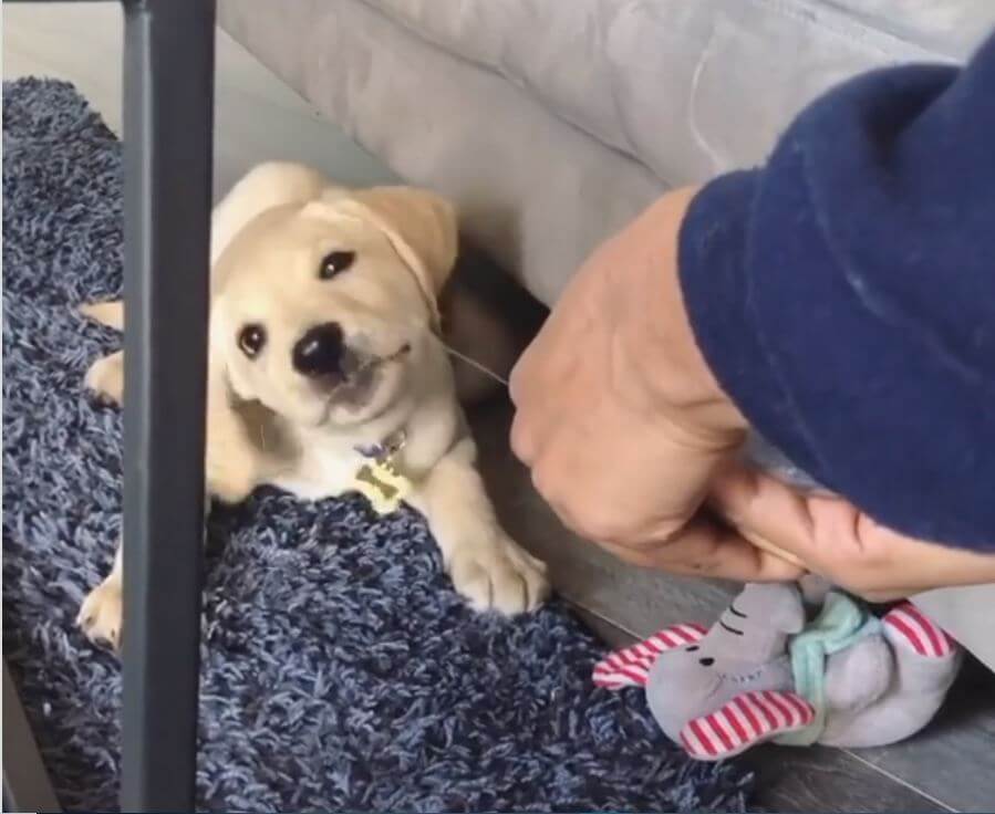 ラブラドールレトリーバー,動画