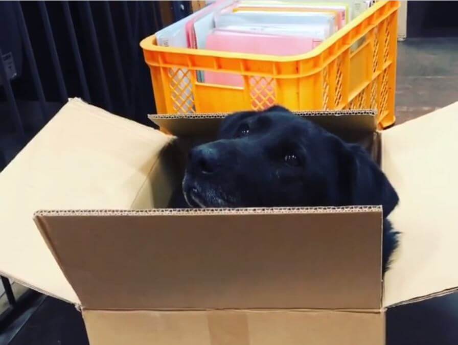 ラブラドールレトリーバー,動画