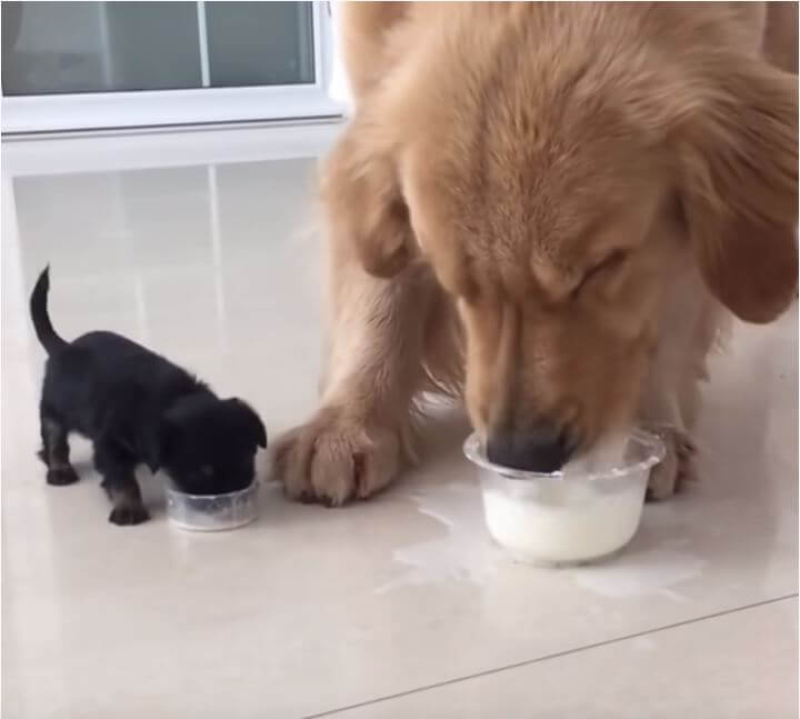 ゴールデンレトリーバー,動画