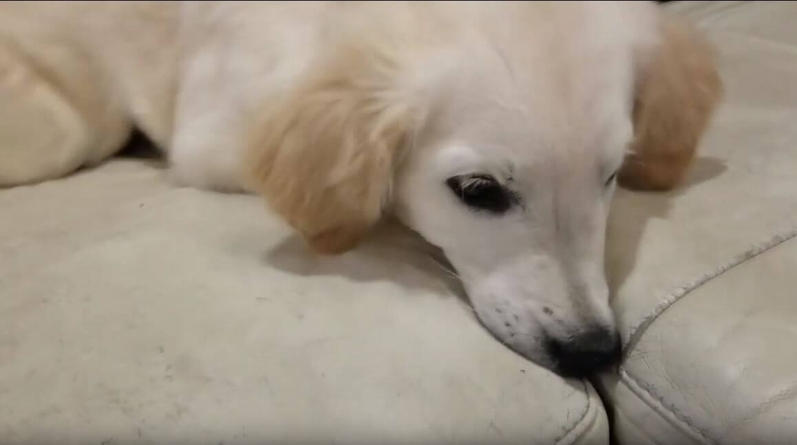 ゴールデンレトリーバー,動画