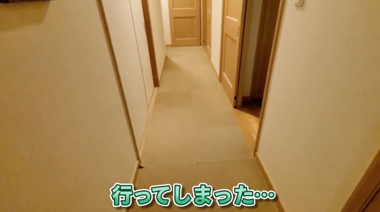 ラブラドールレトリーバー,動画