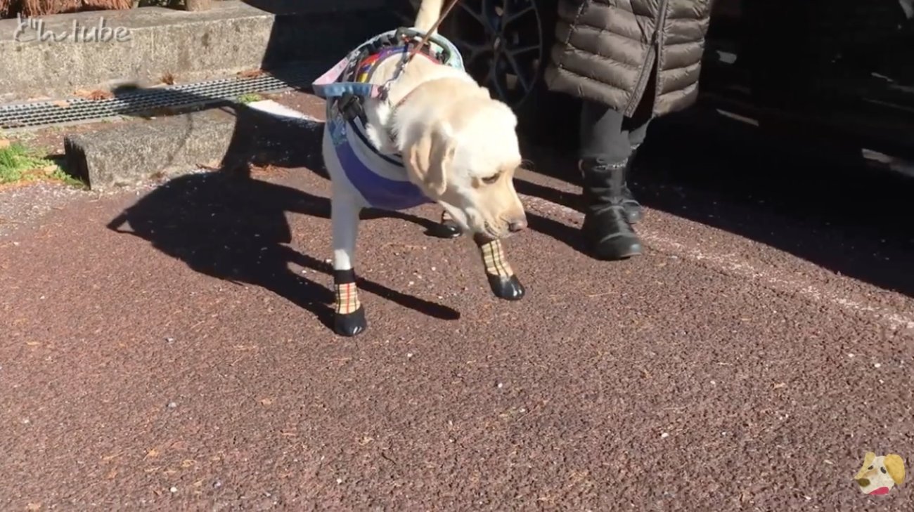 ラブラドールレトリーバー,動画