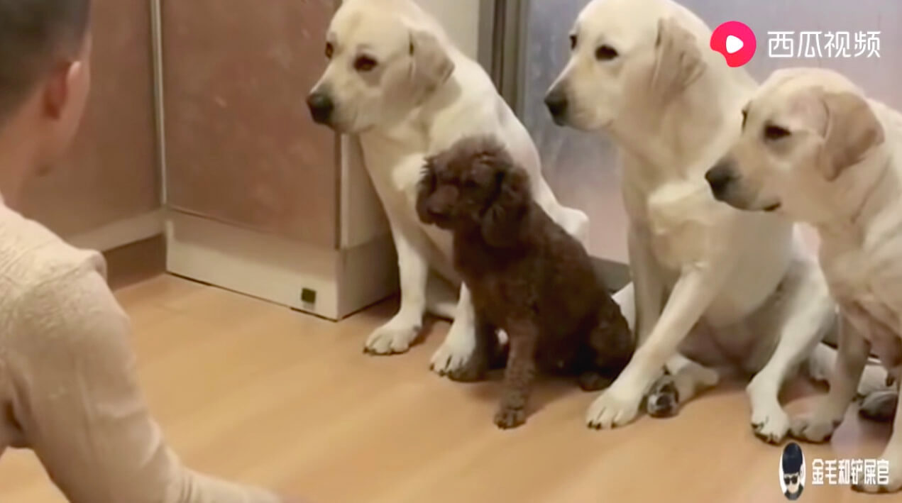 ラブラドールレトリーバー,動画