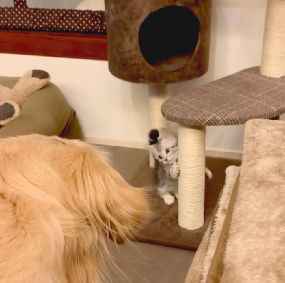 ゴールデンレトリーバー,動画