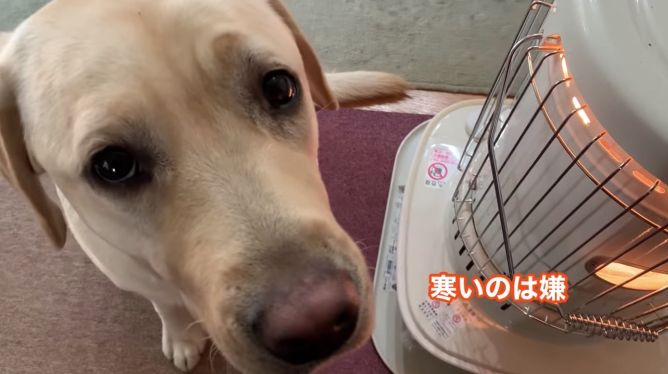 ラブラドールレトリーバー,動画