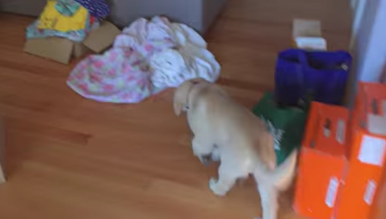 ゴールデンレトリーバー,動画