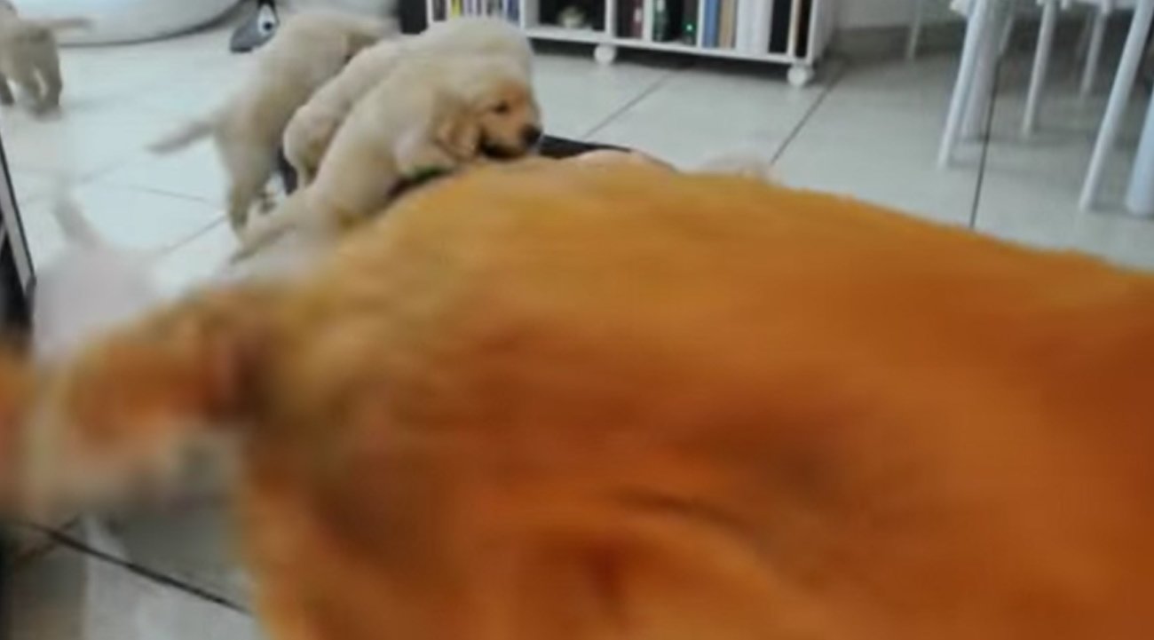 ゴールデンレトリーバー,動画