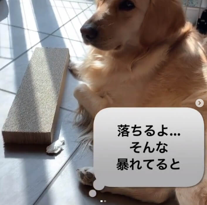 ゴールデンレトリーバー,動画