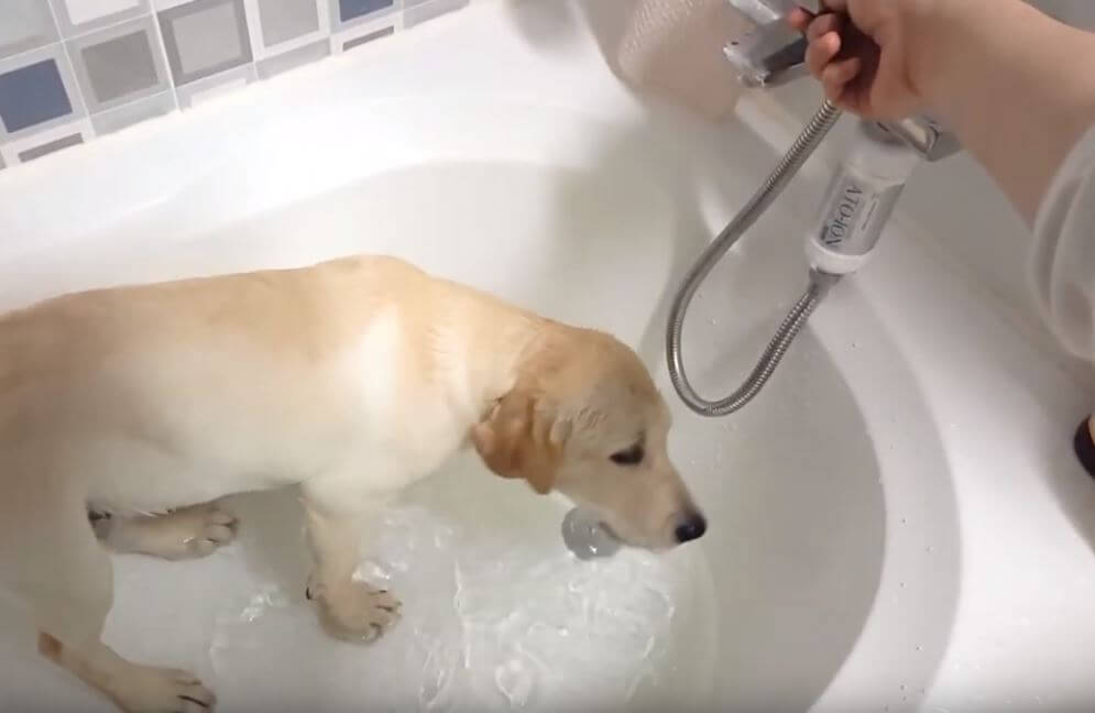 ラブラドールレトリーバー,動画