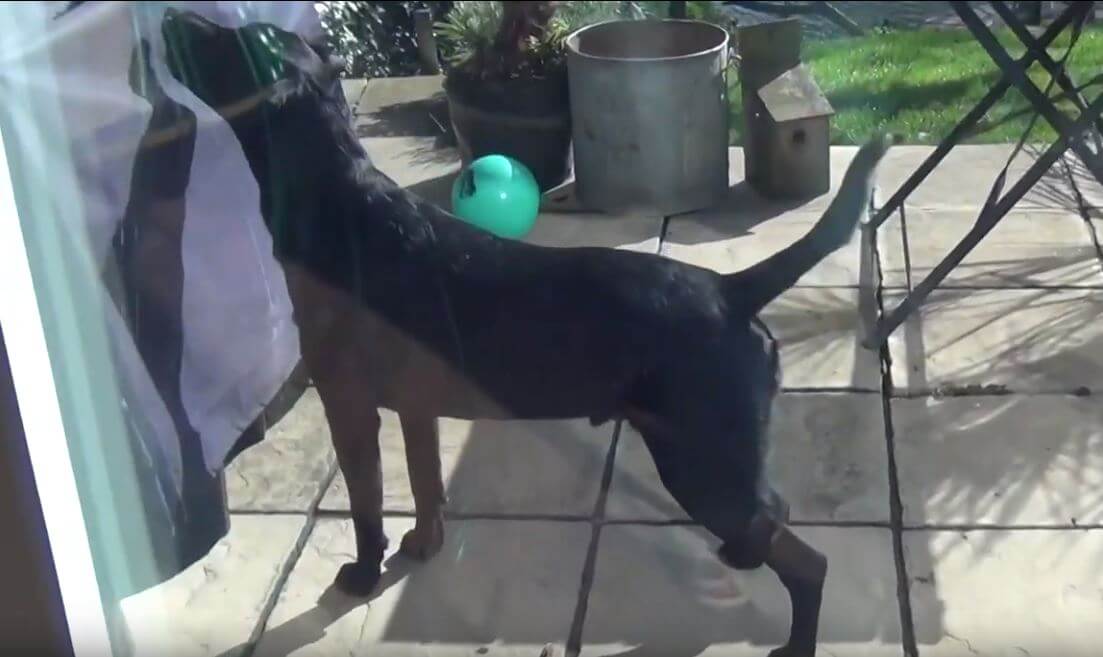 ラブラドールレトリーバー,動画