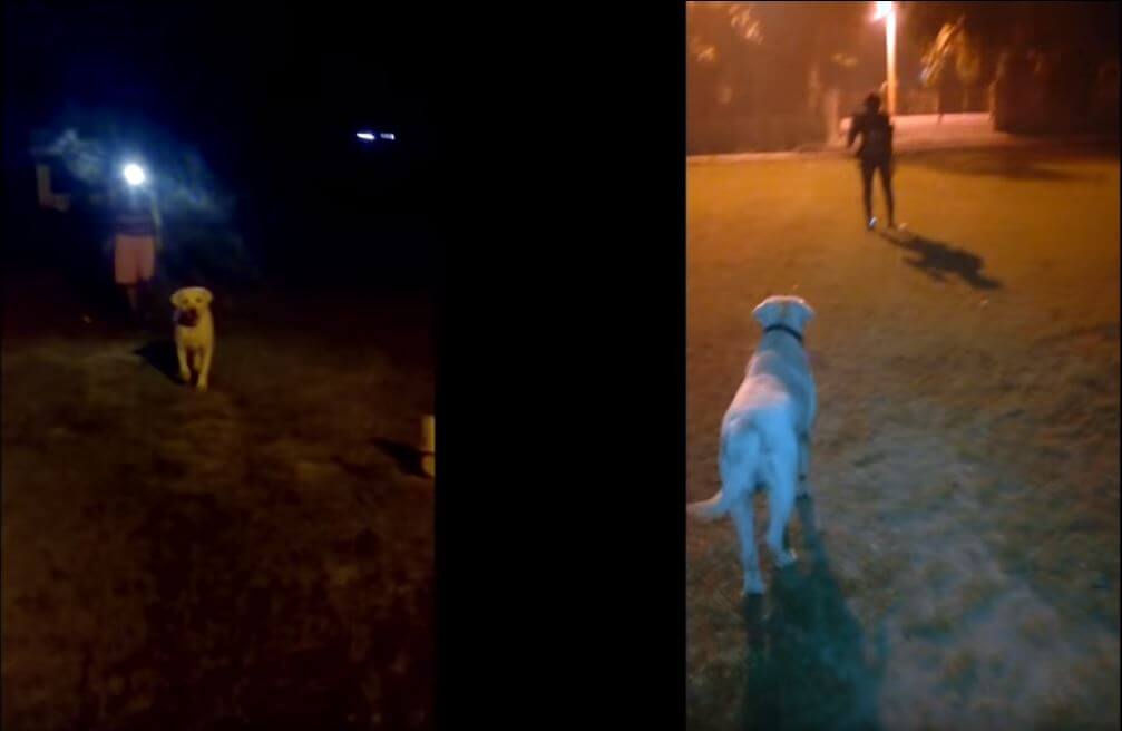 ラブラドールレトリーバー,動画