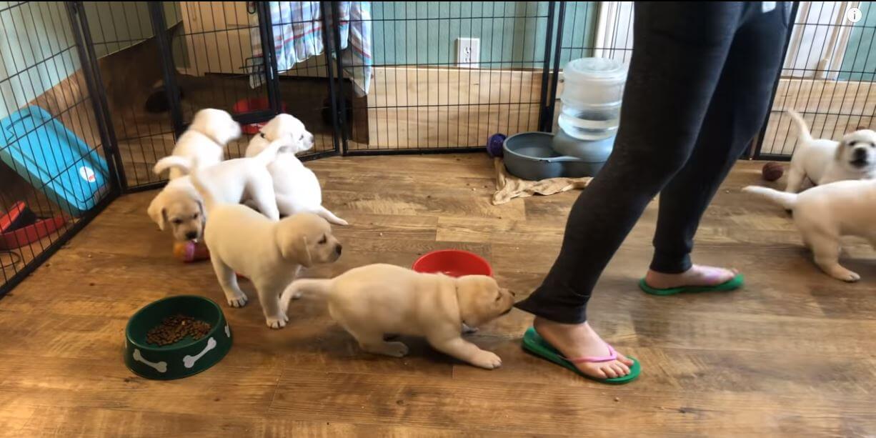 ラブラドールレトリーバー,動画