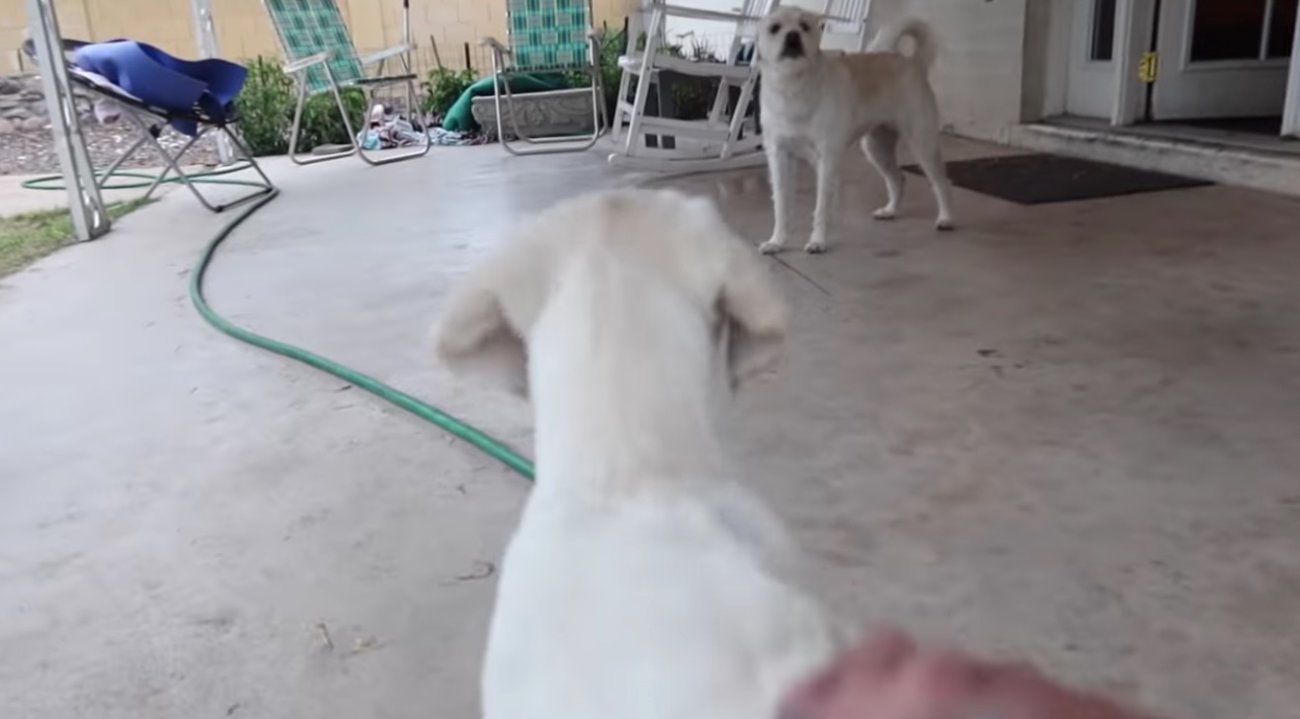 ラブラドールレトリーバー,動画