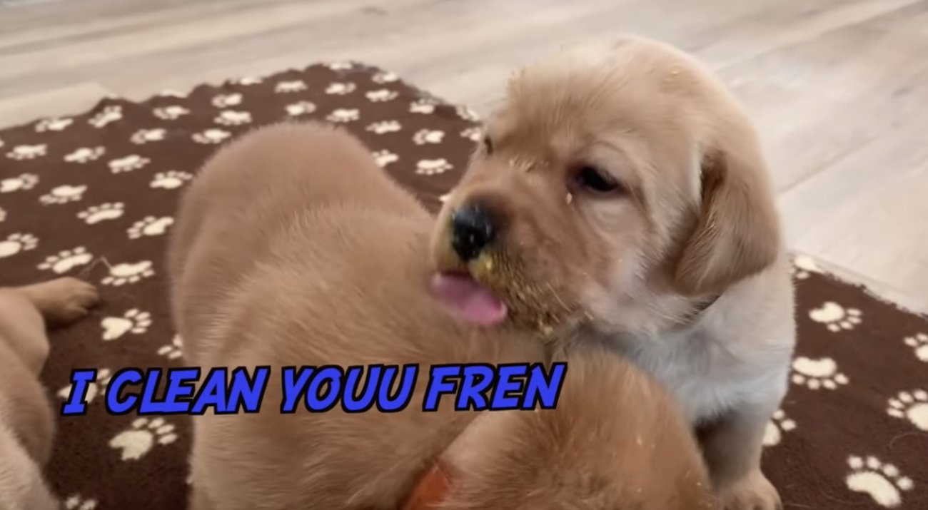 ラブラドールレトリーバー,動画