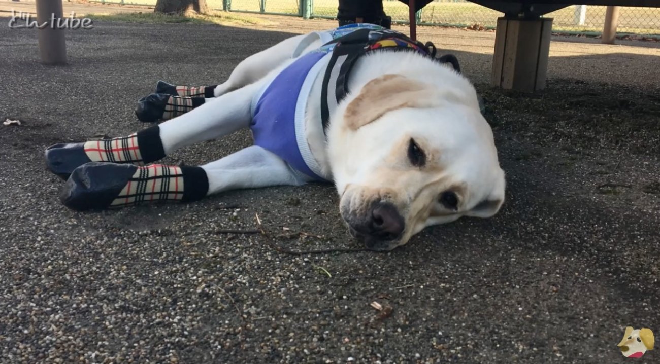 ラブラドールレトリーバー,動画