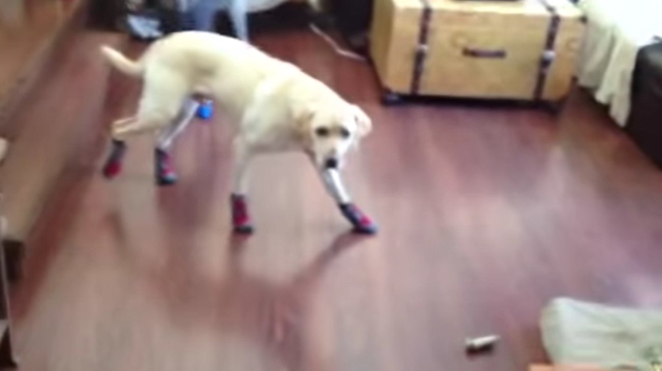 ラブラドールレトリーバー,動画