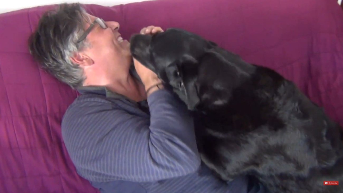 ラブラドールレトリーバー,動画