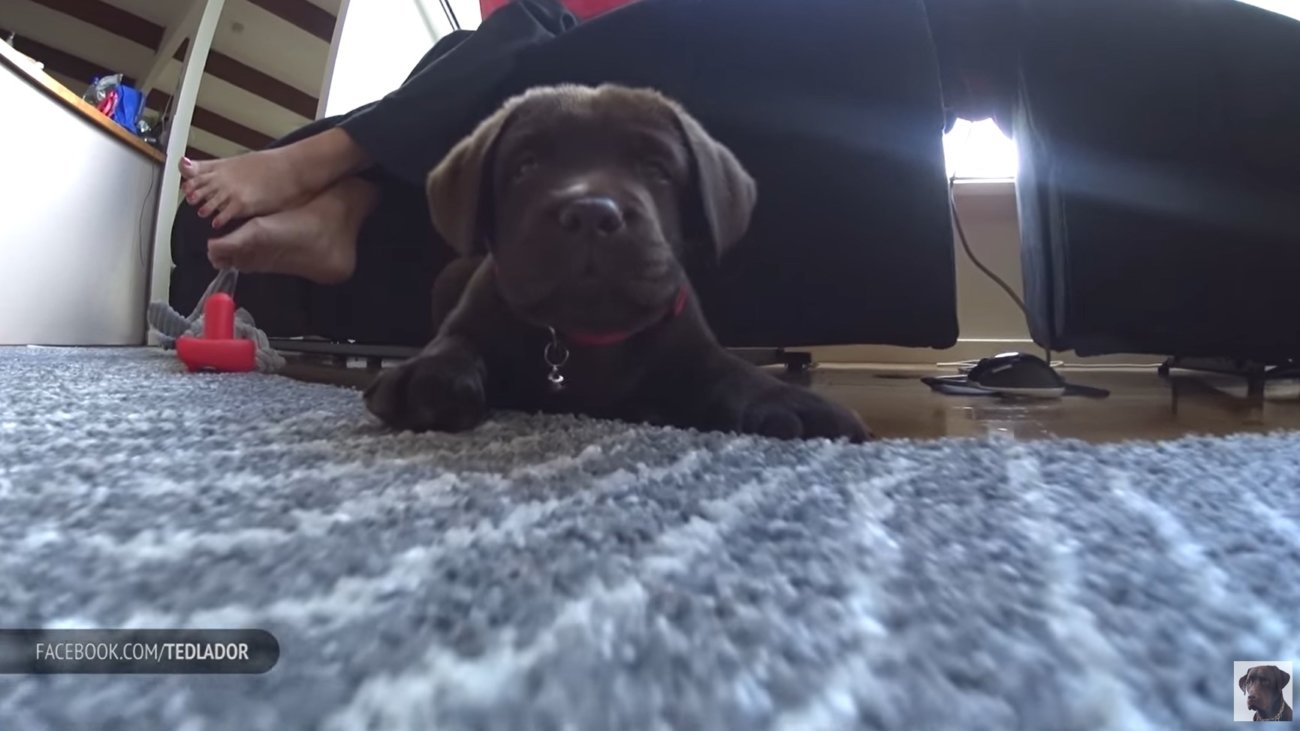 ラブラドールレトリーバー,動画