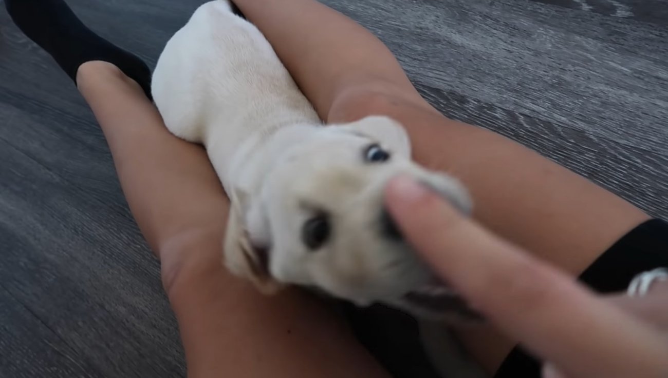 ラブラドールレトリーバー,動画