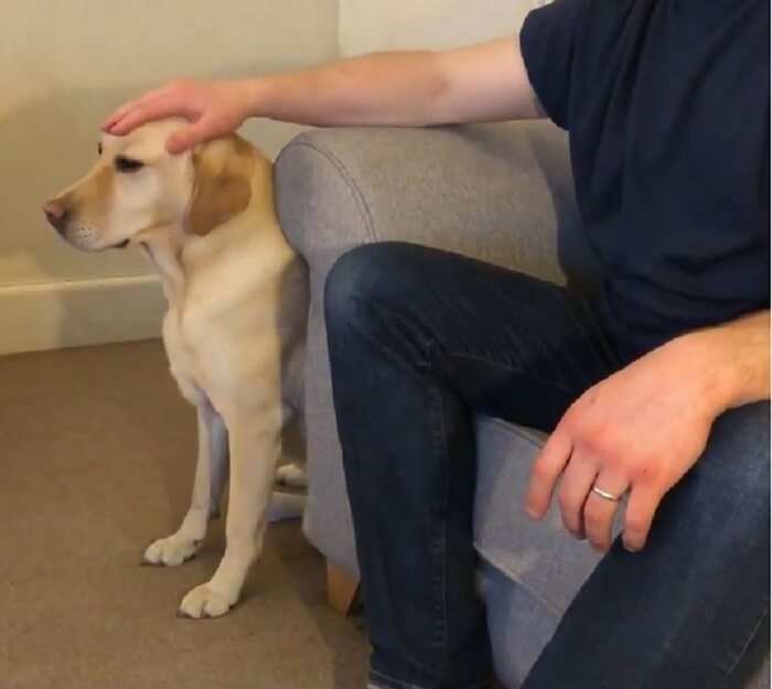 ラブラドールレトリーバー,動画