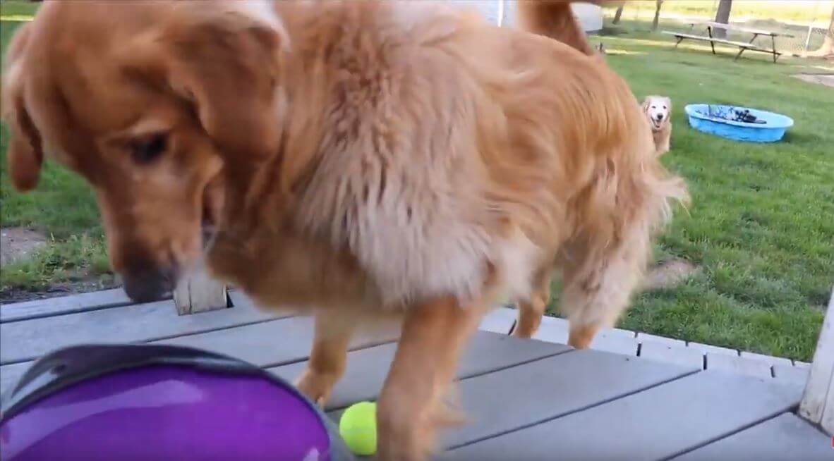 ゴールデンレトリーバー,動画