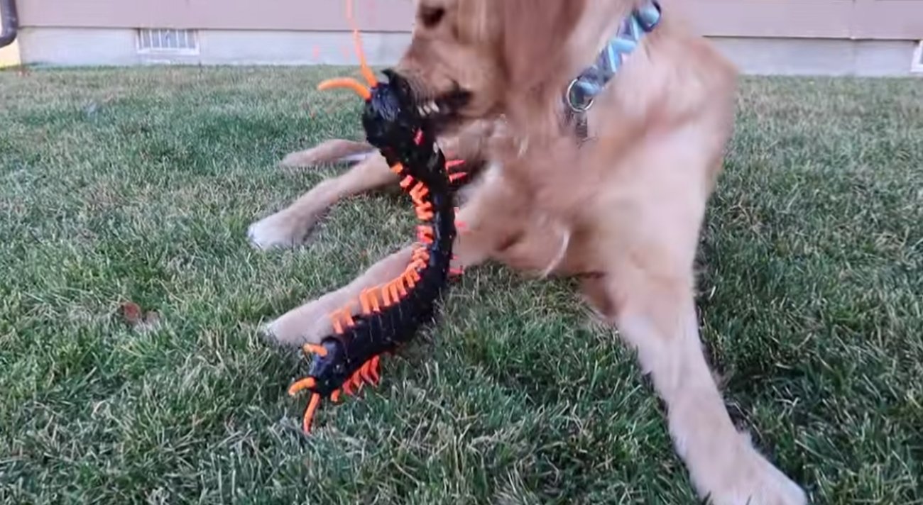 ゴールデンレトリーバー,動画