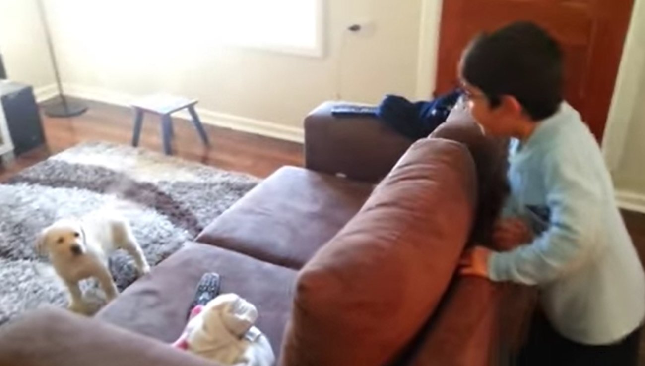 ラブラドールレトリーバー,動画