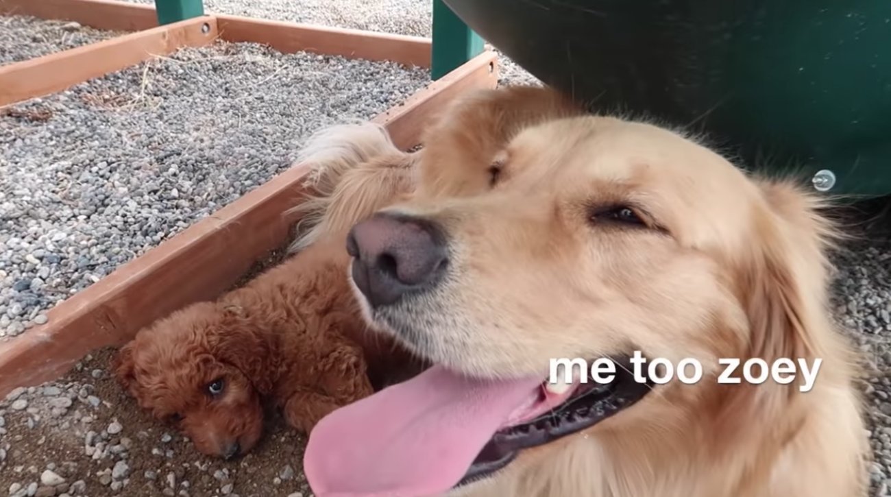 ゴールデンレトリーバー,動画