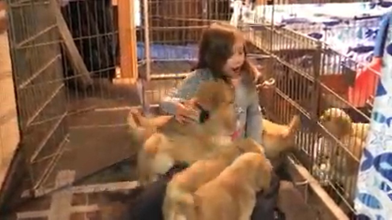 ゴールデンレトリーバー,動画