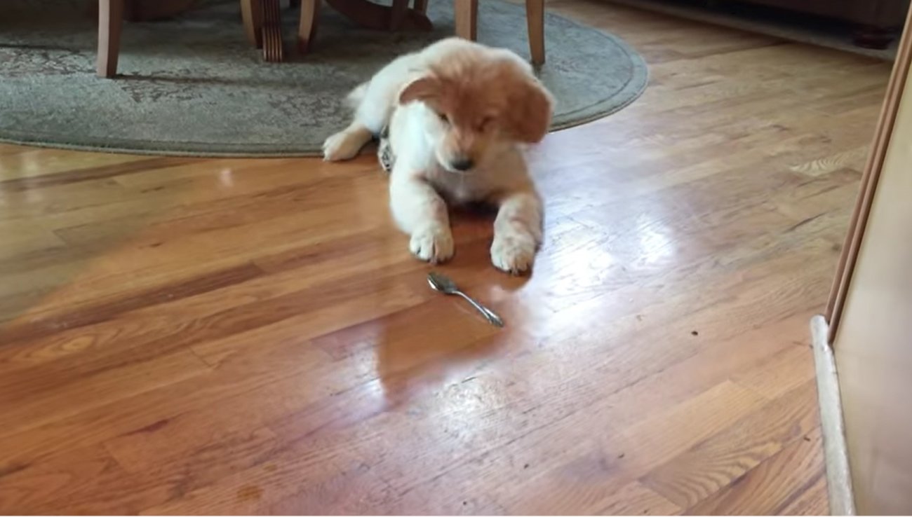 ゴールデンレトリーバー,動画