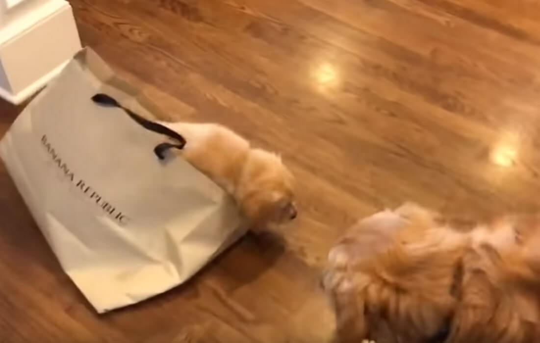 ゴールデンレトリーバー,動画