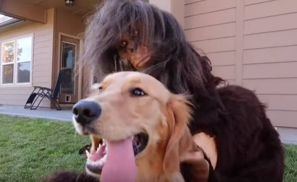 ゴールデンレトリーバー,動画