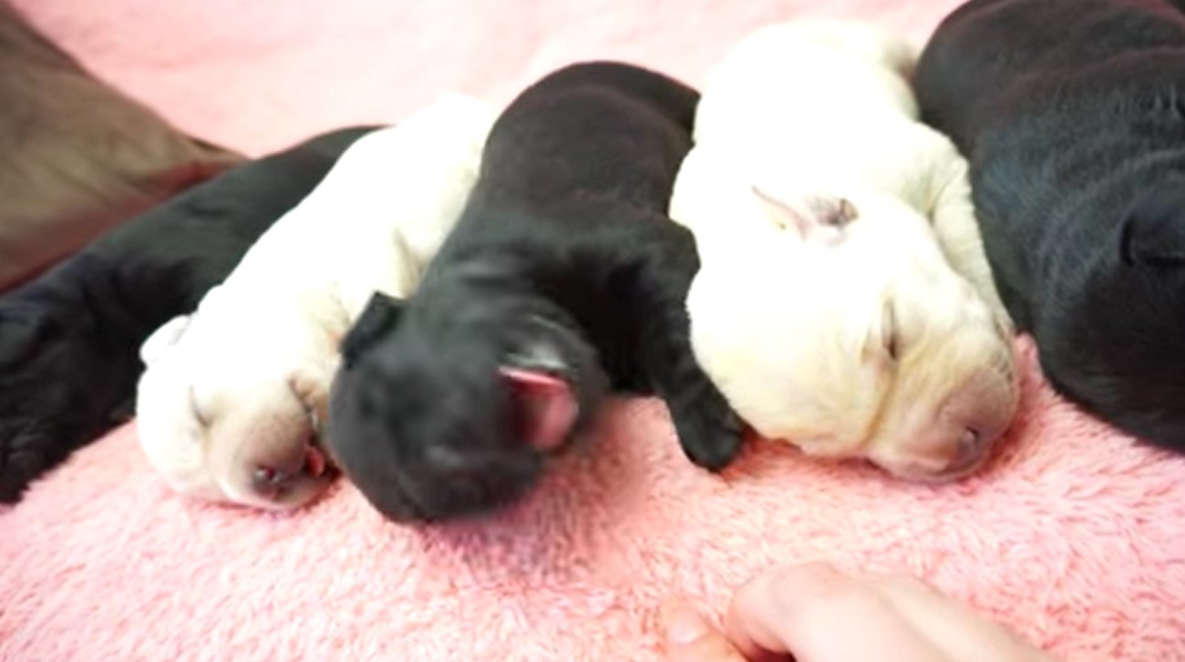 ラブラドールレトリーバー,動画