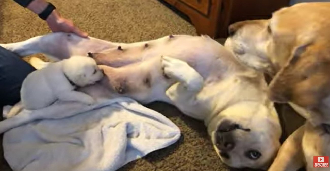 ラブラドールレトリーバー,動画